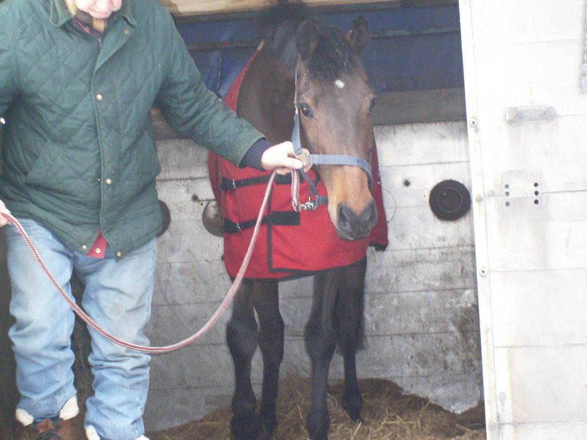 Dansk Varmblod Bøgegårdens Landsriver - Dagen hvor du kom, var den bedste dag i mit liv <3 billede 2