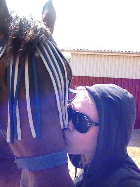 Dansk Varmblod Bøgegårdens Landsriver - River, Jeg elsker dig <3 billede 5