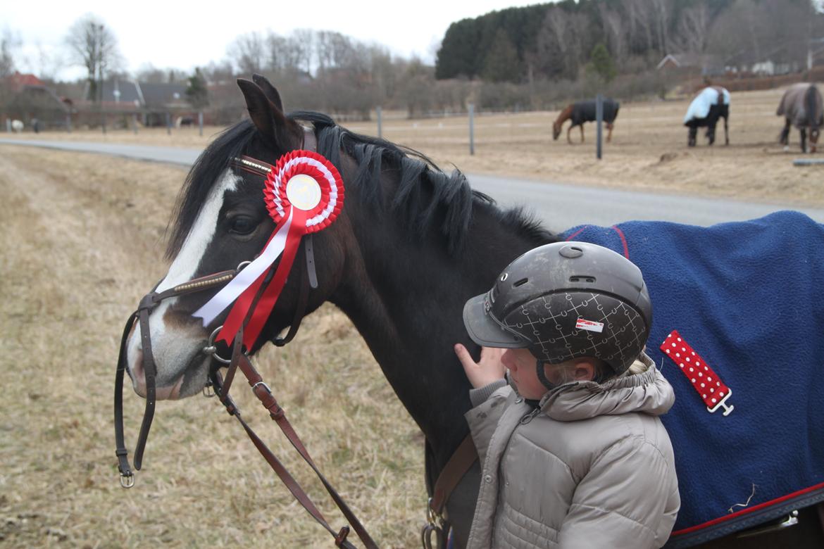 Welsh Pony (sec B) Bakkegaarden´s Chapain - chapain med en 1  plads. stjerne pony billede 3