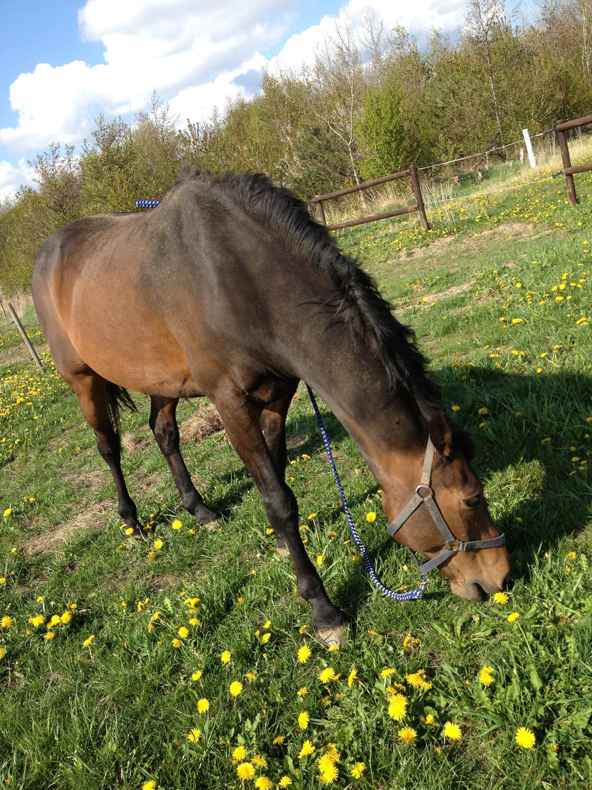 Dansk Varmblod Bøgegårdens Landsriver - Smuk sommerdag  billede 6