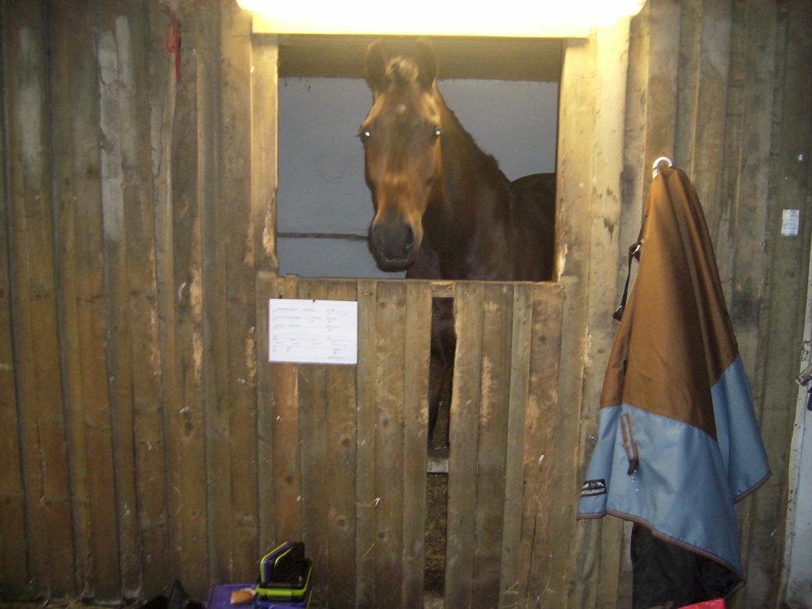 Dansk Varmblod Bøgegårdens Landsriver - Glad fødselsdags barn, klar til sit første stævne  billede 7