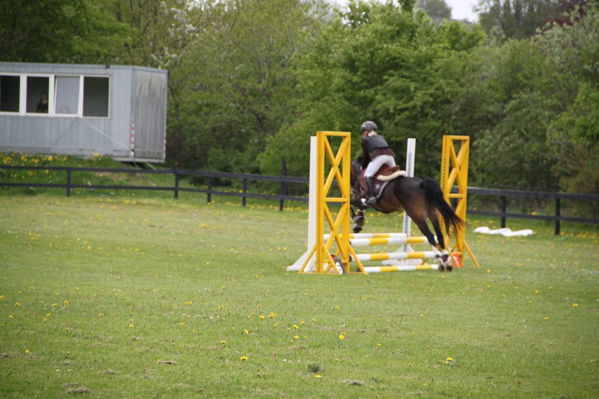 Welsh Pony (sec B) Bakkegaarden´s Chapain - jaaaaaaa'':) billede 4