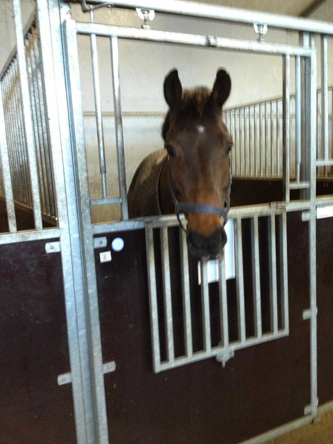 Dansk Varmblod Bøgegårdens Landsriver - Sådan en dejlig dreng, kunne jeg ikke stå for,du måtte simpelhen være min <3   billede 8