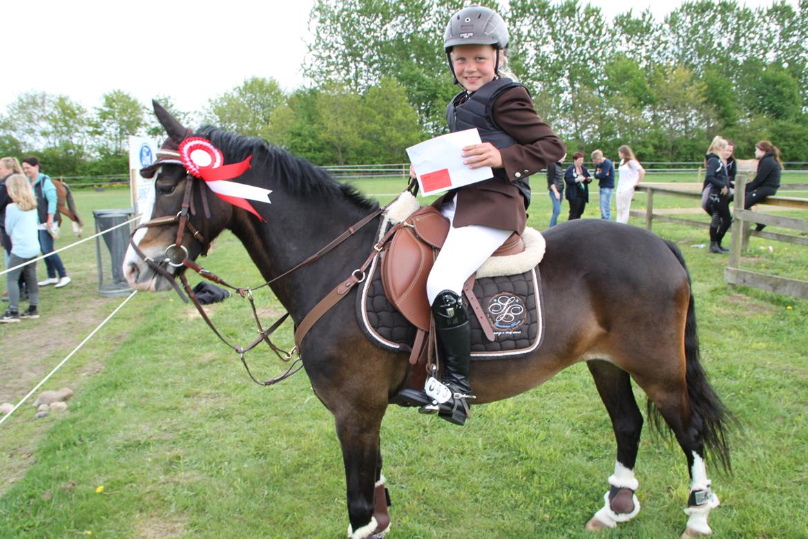 Welsh Pony (sec B) Bakkegaarden´s Chapain billede 5