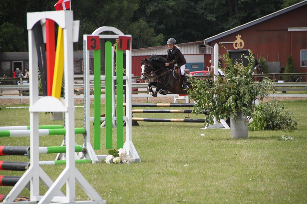 Welsh Pony (sec B) Bakkegaarden´s Chapain - stjernen springer billede 7