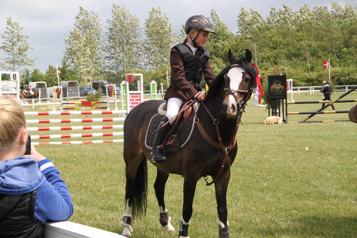 Welsh Pony (sec B) Bakkegaarden´s Chapain billede 8
