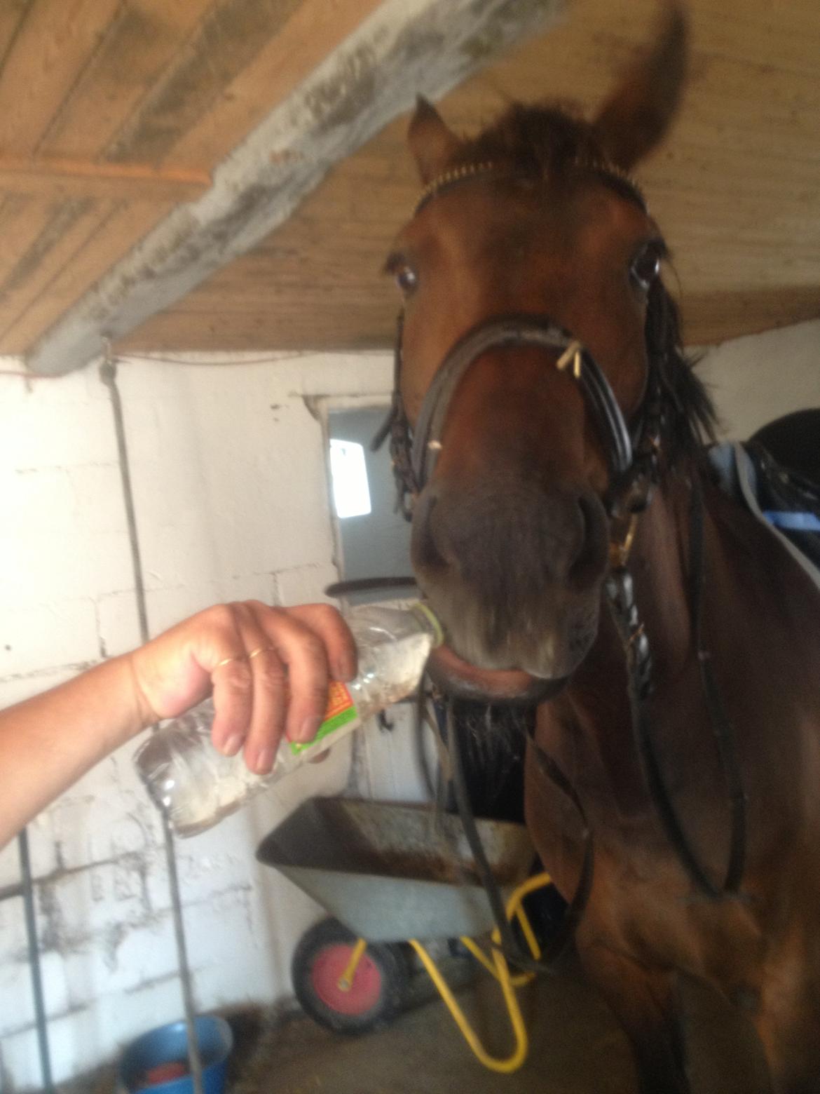 Dansk Varmblod Bøgegårdens Landsriver - Er lidt tørsting  billede 9