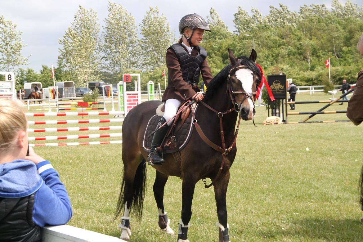 Welsh Pony (sec B) Bakkegaarden´s Chapain billede 9