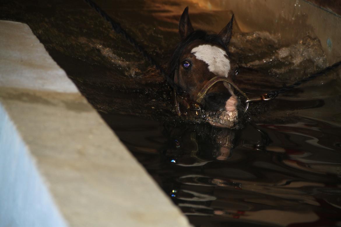 Welsh Pony (sec B) Bakkegaarden´s Chapain - jubiiiiii vand er det bedste. billede 10