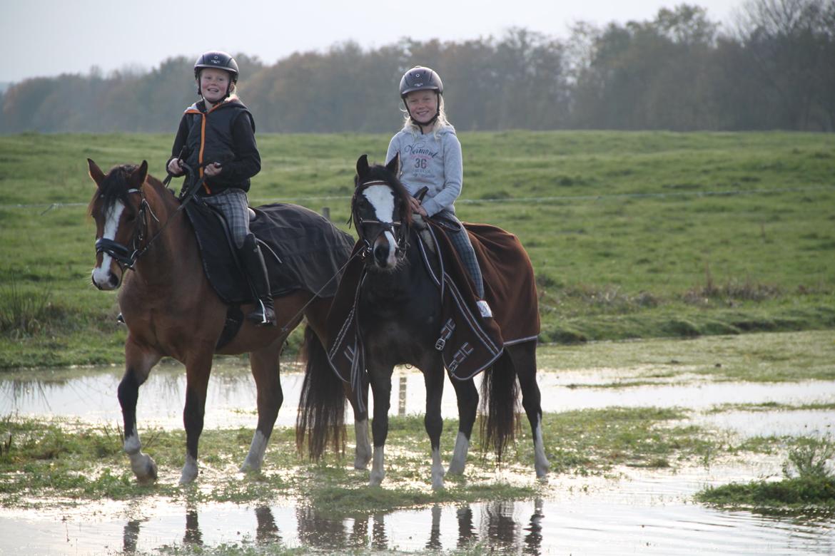 Welsh Pony (sec B) Bakkegaarden´s Chapain billede 11