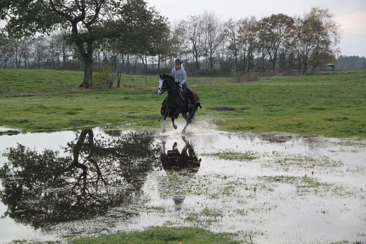 Welsh Pony (sec B) Bakkegaarden´s Chapain - mig og chapain red lidt hygge ridning i vandet billede 12