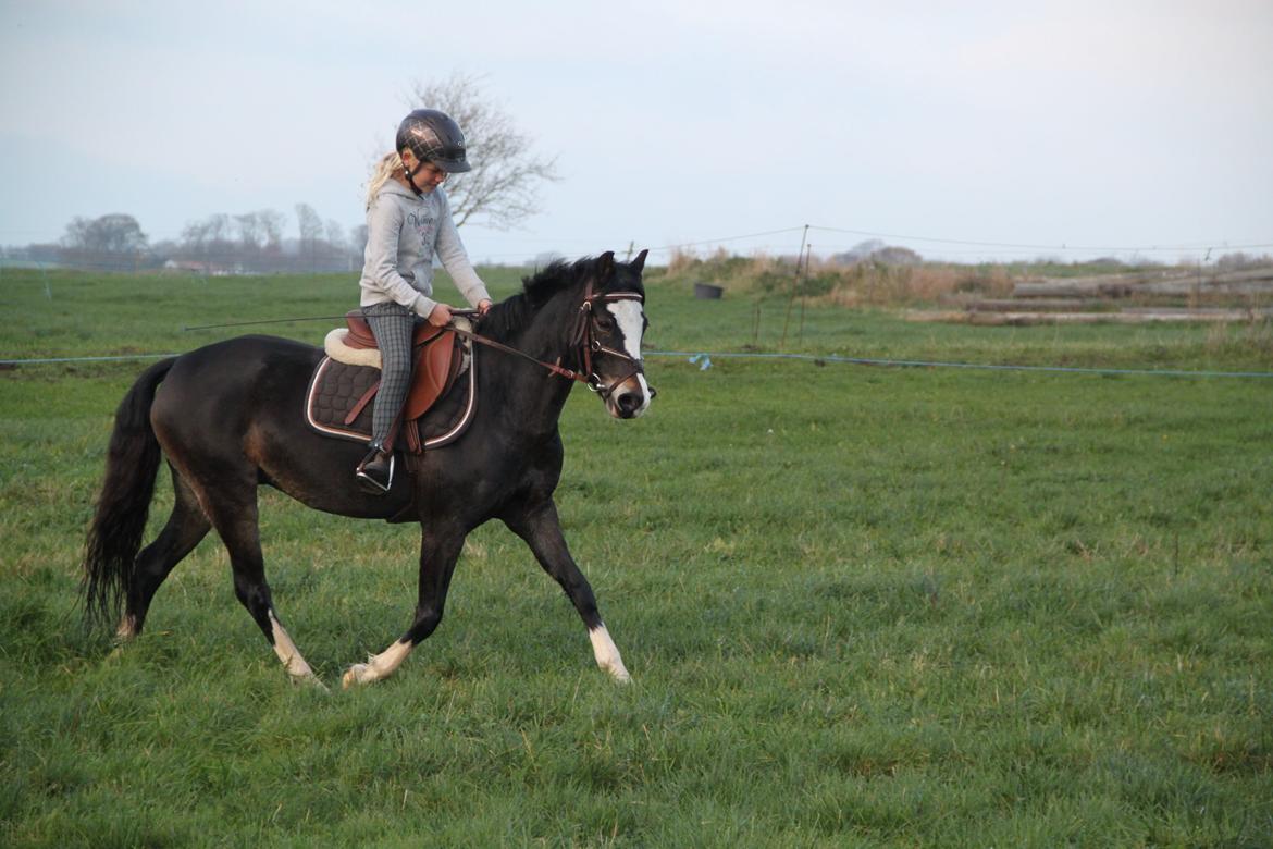 Welsh Pony (sec B) Bakkegaarden´s Chapain - ja du er da også en dressur pony billede 13