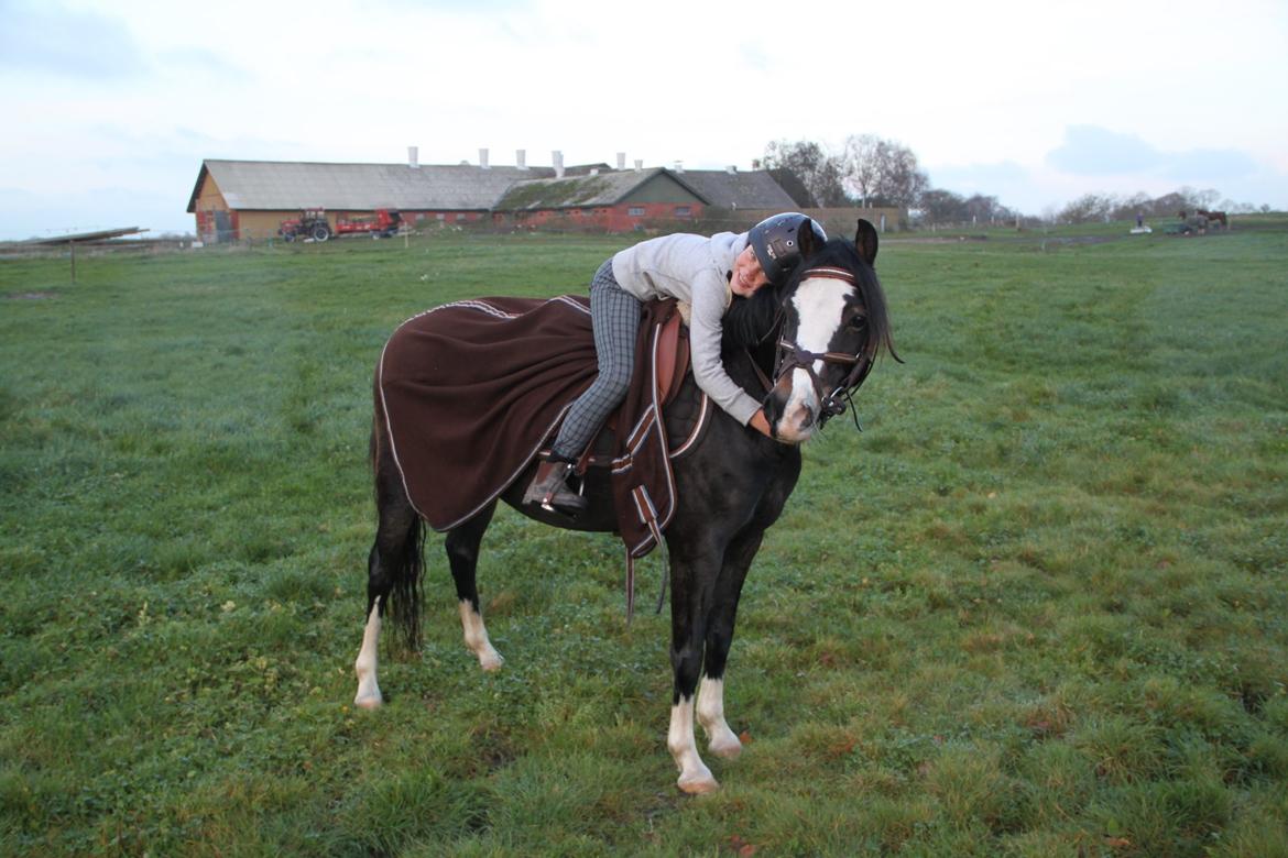 Welsh Pony (sec B) Bakkegaarden´s Chapain - lidt hygge:):) billede 14