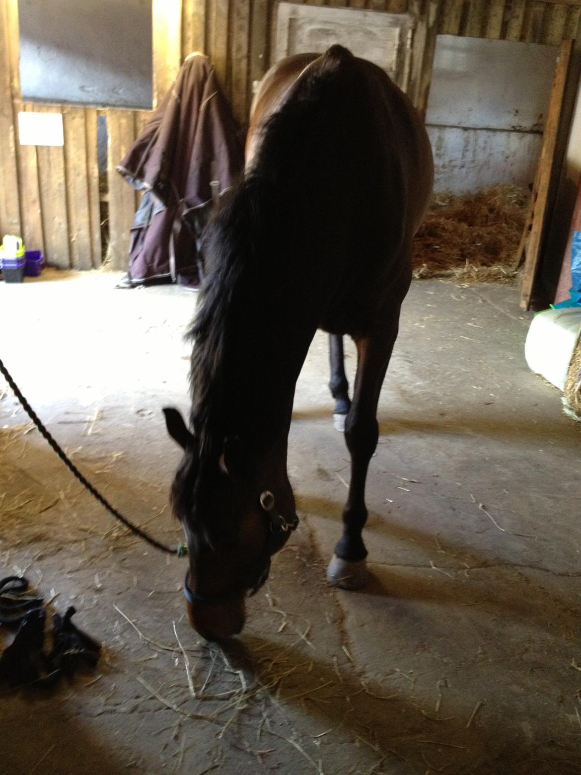 Dansk Varmblod Bøgegårdens Landsriver - Lidt nysgerrig   billede 10