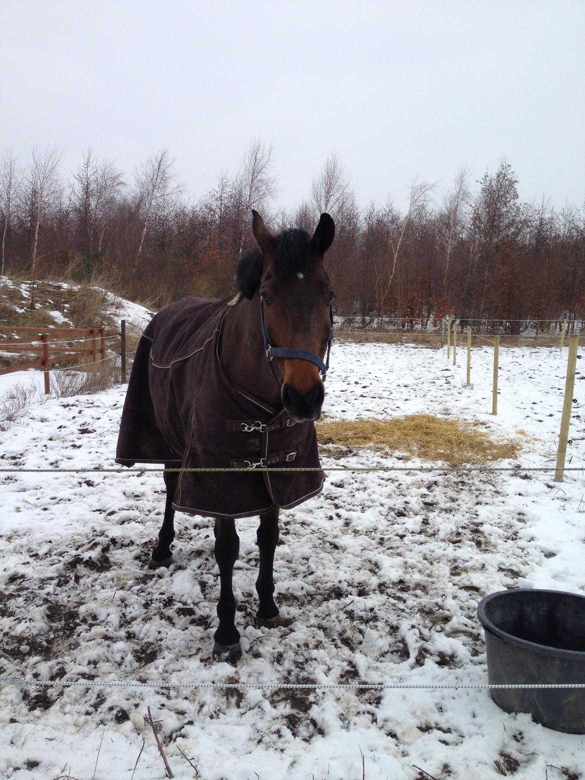 Dansk Varmblod Bøgegårdens Landsriver - Vinterbillede  billede 11