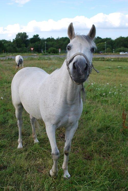 Anden særlig race Debbie rideskole hest - Et spænende camera   billede 6