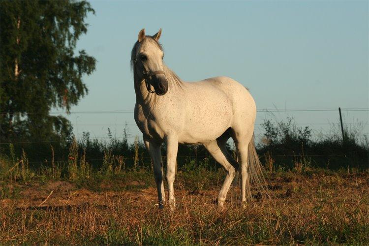 Anden særlig race Debbie rideskole hest billede 4
