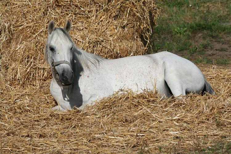 Anden særlig race Debbie rideskole hest billede 5