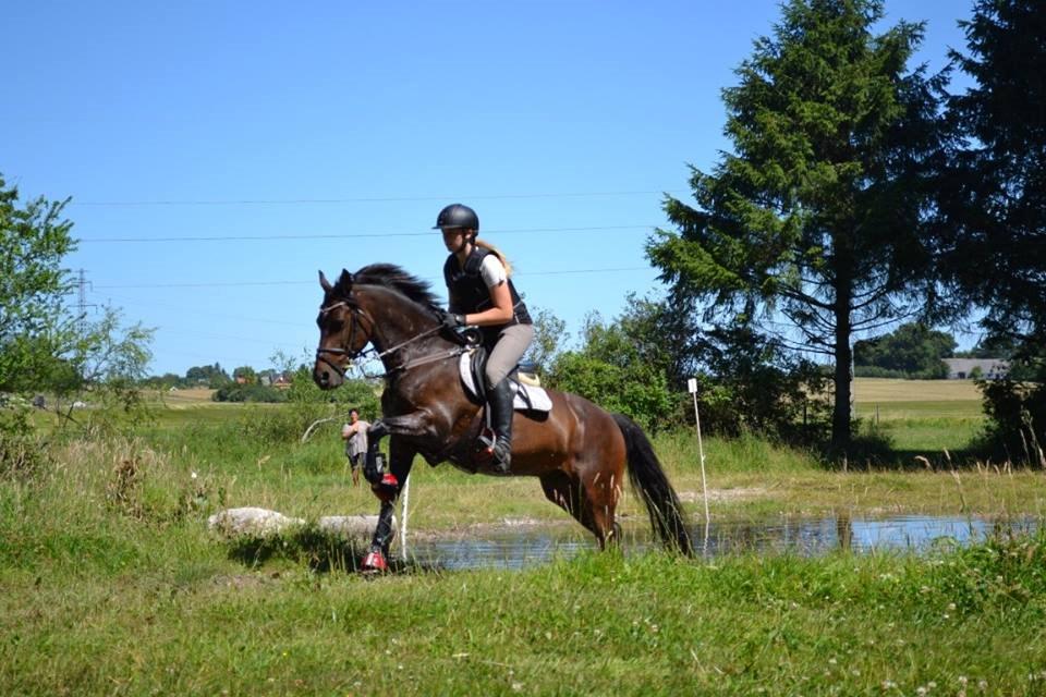 Tysk Sportspony Verdi - B-pony - Silla og verdi billede 12