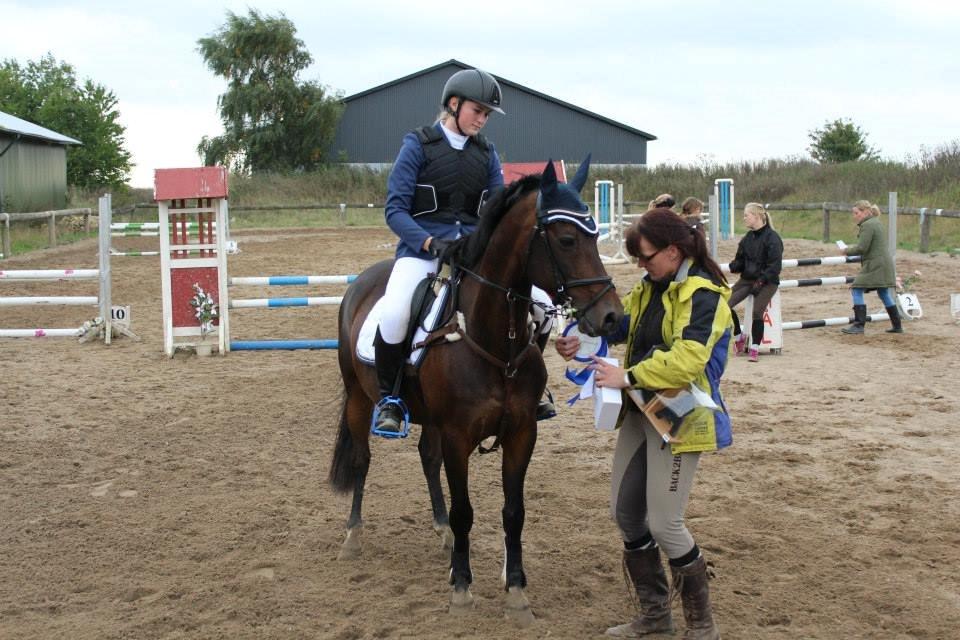 Tysk Sportspony Verdi - B-pony - Silla og verdi billede 16