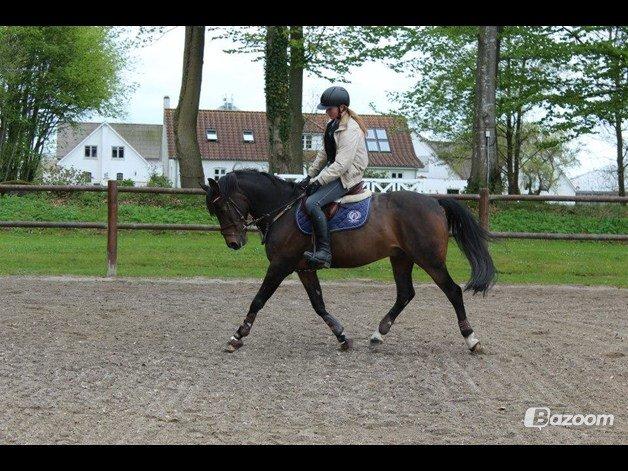 Tysk Sportspony Verdi - B-pony - Silla og verdi billede 17