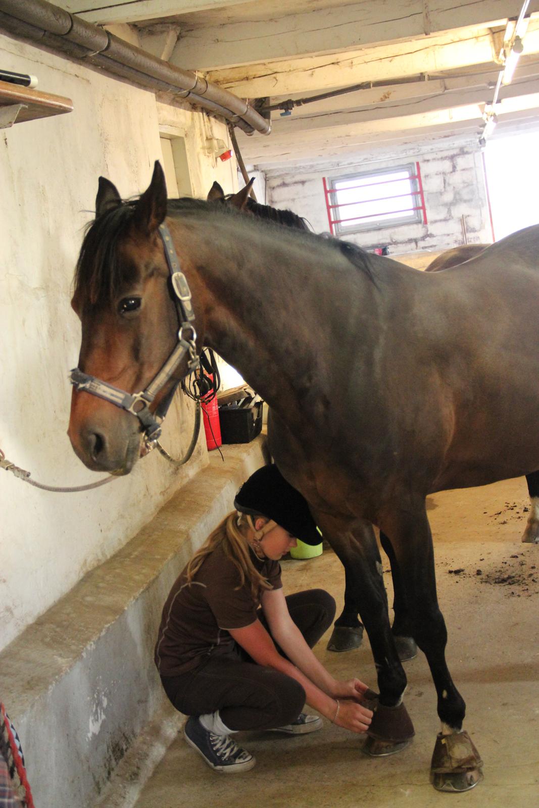 Tysk Sportspony Verdi - B-pony billede 19