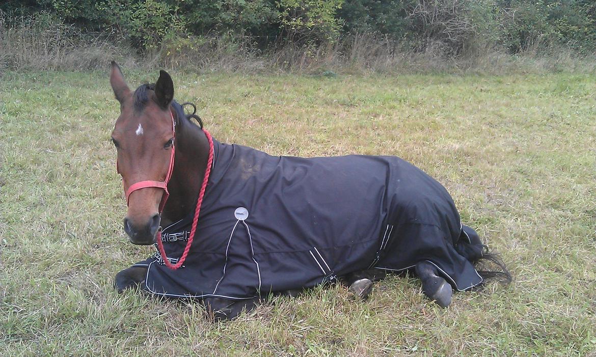 Zangersheide D. Chriesafie Z billede 6