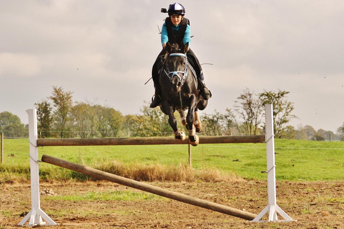 Anden særlig race Agerhøjgårds Avance billede 6