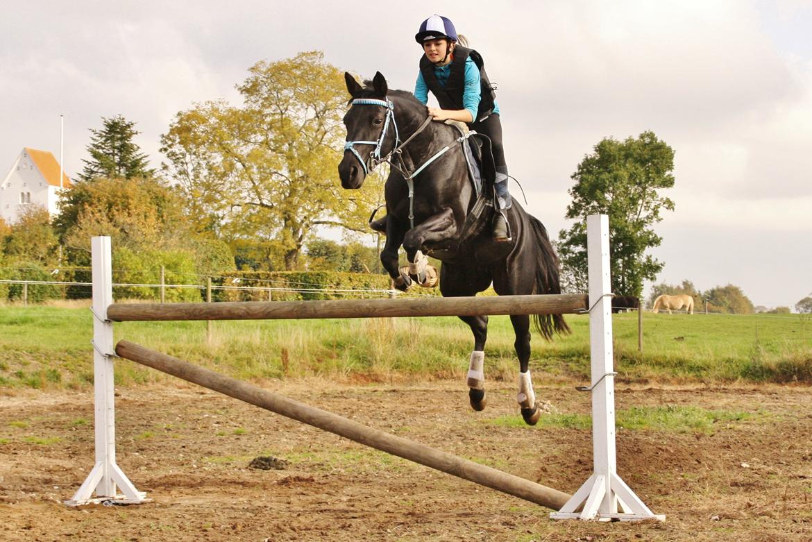 Anden særlig race Agerhøjgårds Avance billede 4