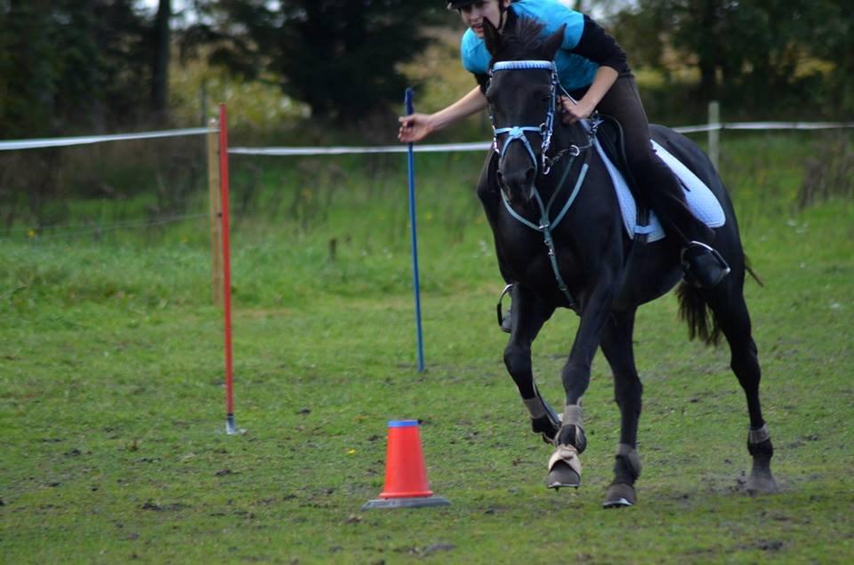 Anden særlig race Agerhøjgårds Avance billede 21