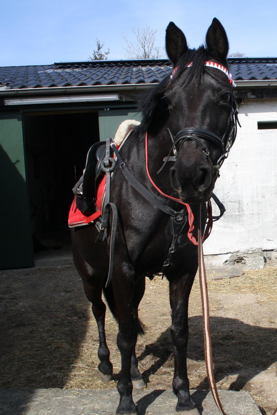 Anden særlig race Agerhøjgårds Avance billede 43