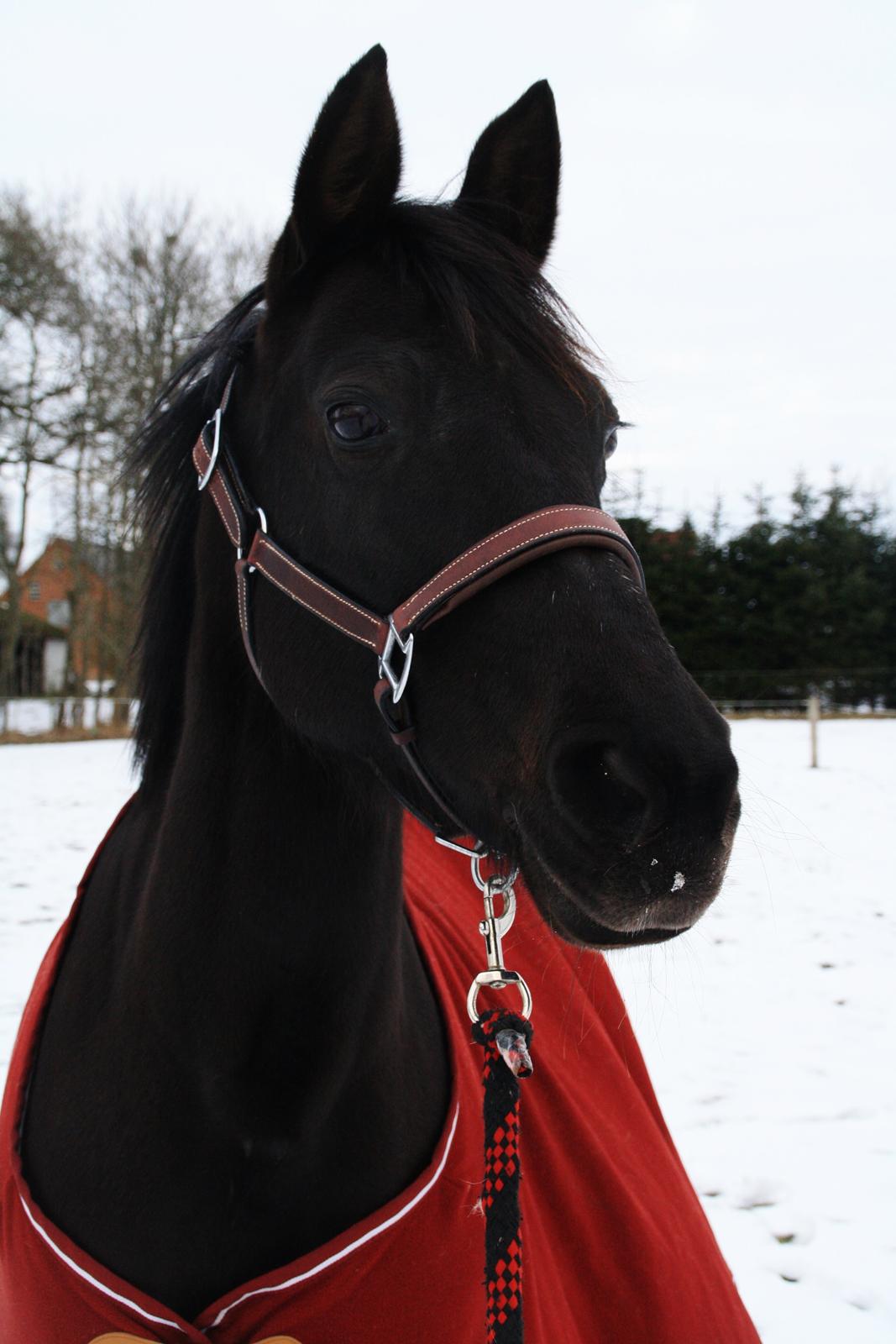 Anden særlig race Agerhøjgårds Avance billede 48