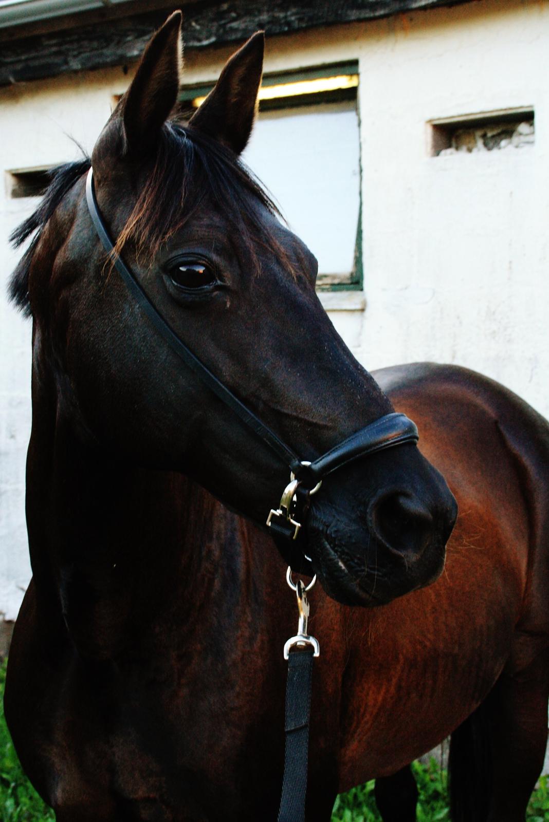 Anden særlig race Agerhøjgårds Avance billede 18