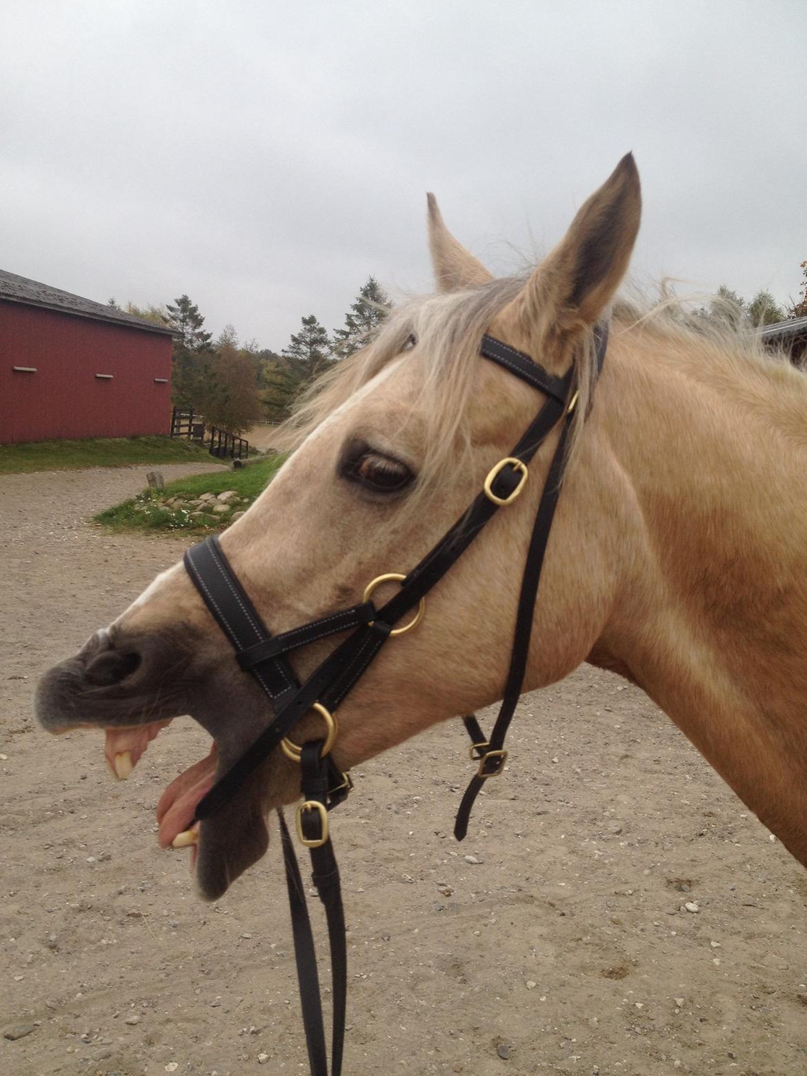 Hollandsk Sportspony Elsa (Eliza) - Lånepony - Træt efter en hyggelig skovtur! billede 6