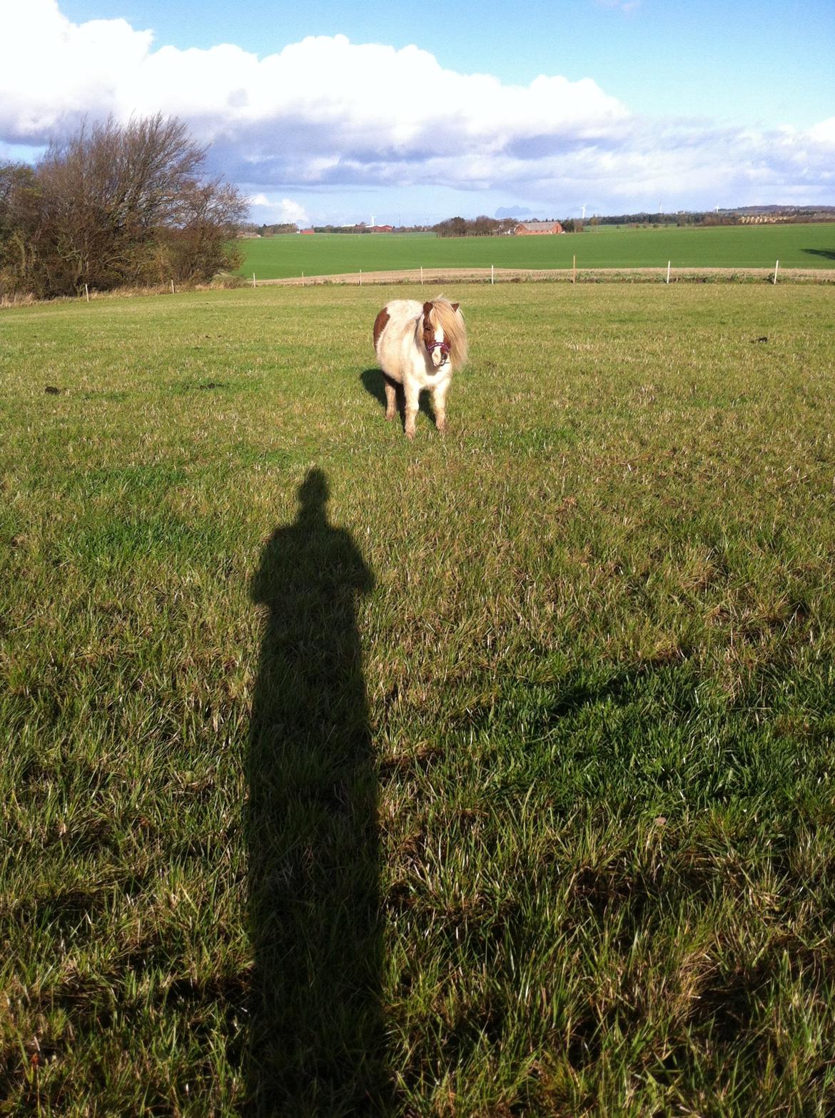 Miniature Sun dancer - Sun står og kigger billede 1