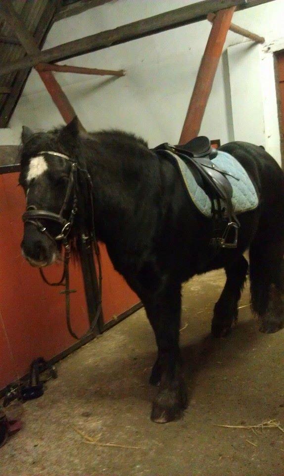 Irish Cob Comet ( Sorteper ) - smukke basse er klar ti at blive redet  billede 14