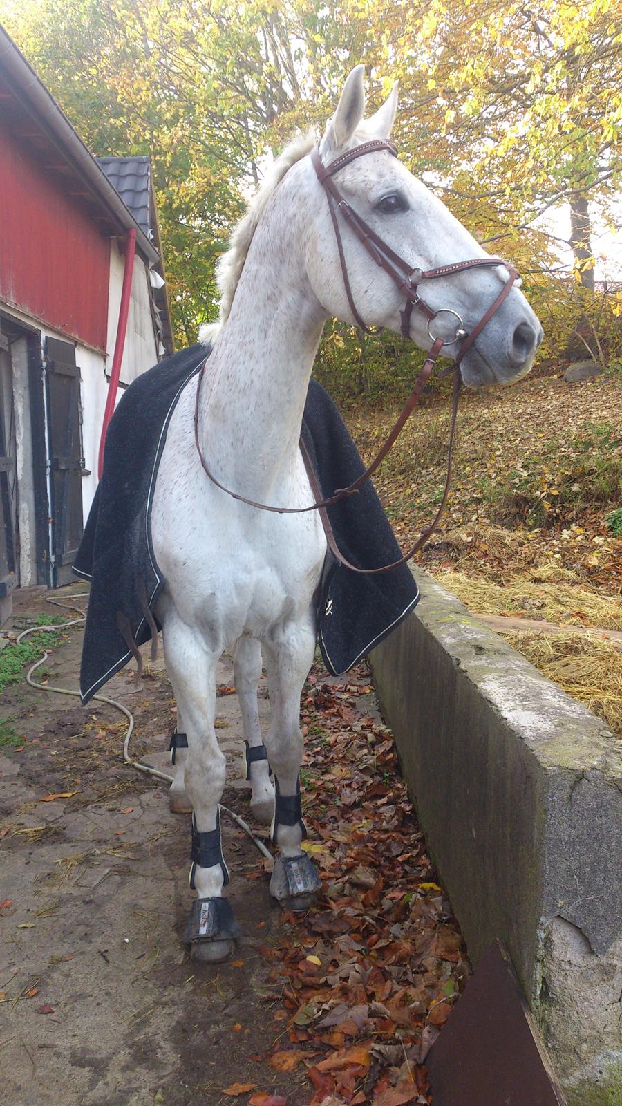 Holstener Cypresgårdens Marquis billede 1