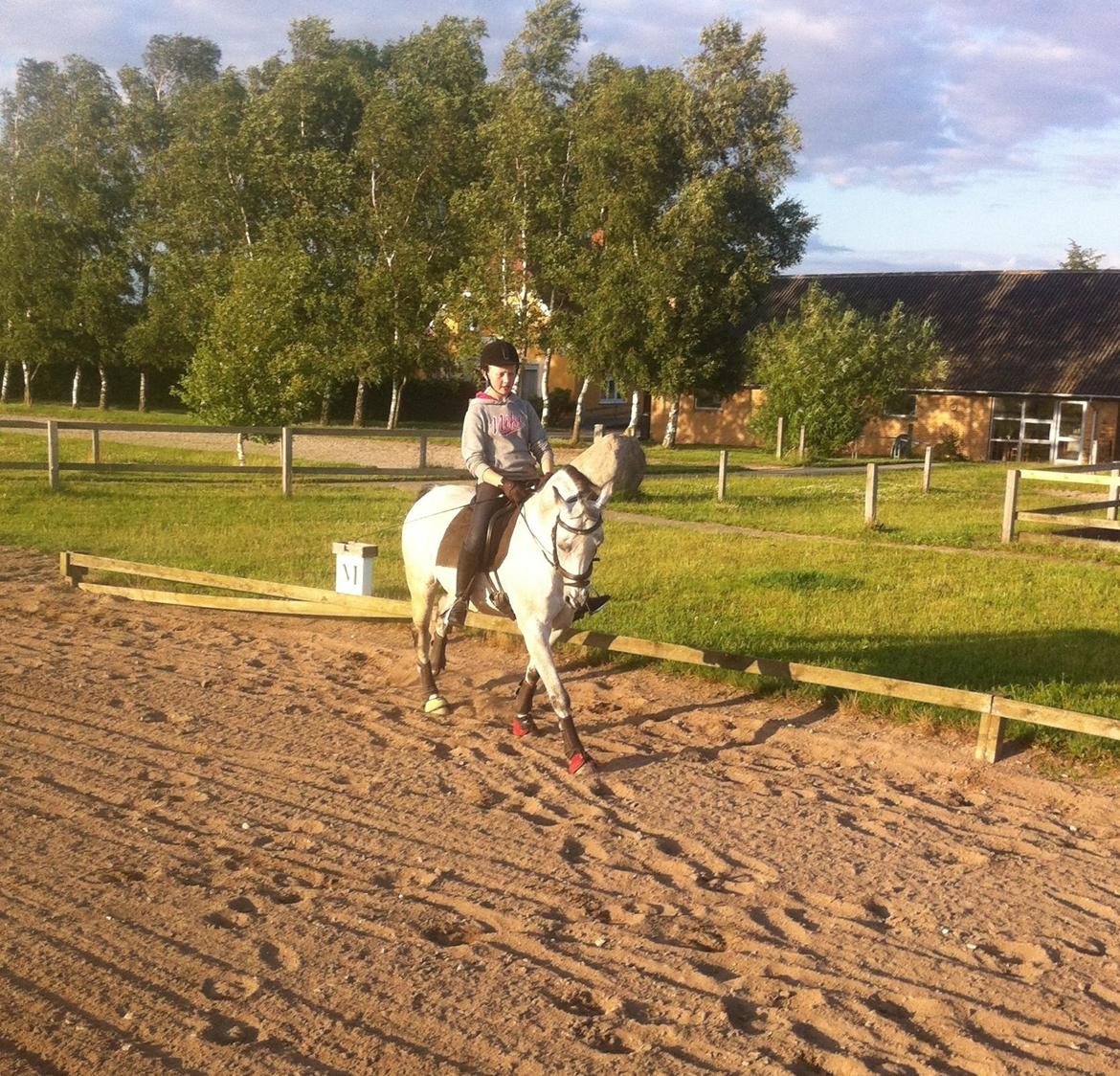 Hollandsk Sportspony Matsjo Van´t Spanenland billede 6