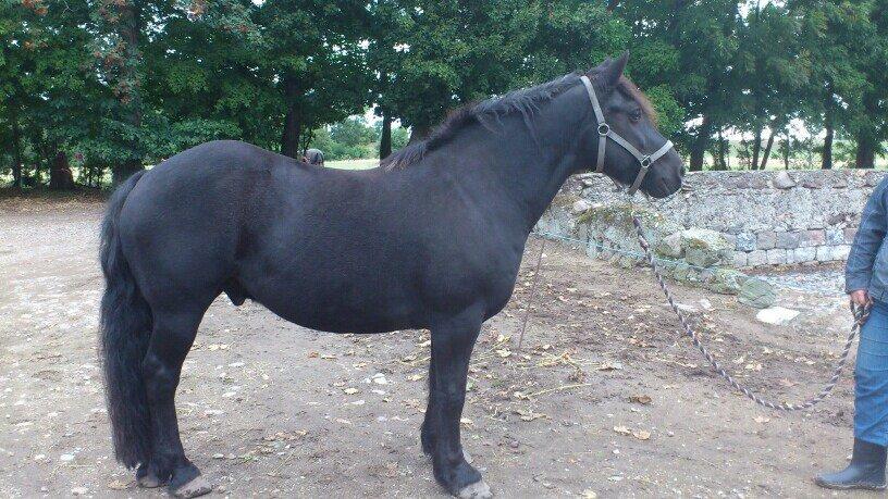 Merens de Cheval Madras de bigorre (himmelhest)  - et af de første billeder af madras efter jeg købte ham... billede 2