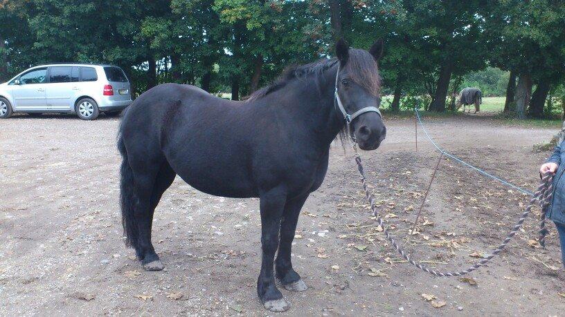 Merens de Cheval Madras de bigorre (himmelhest)  - endnu et af de første billeder af madras efter jeg købte ham...  billede 3