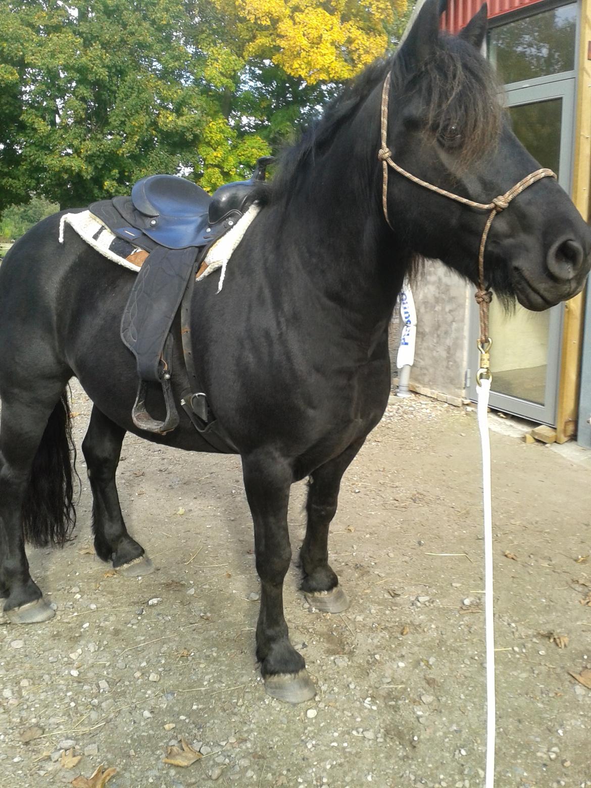 Merens de Cheval Madras de bigorre (himmelhest)  - bare lidt hygge efter trænning... billede 5