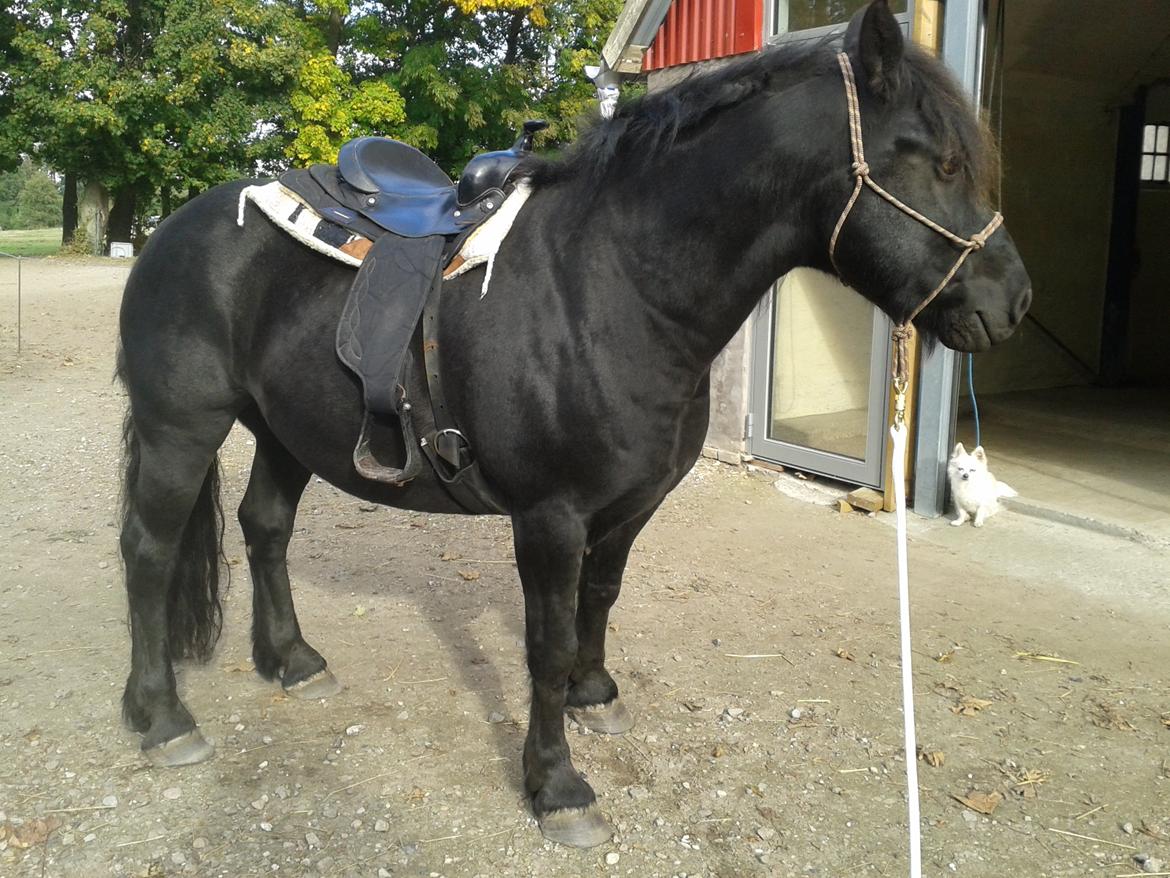 Merens de Cheval Madras de bigorre (himmelhest)  - madras er ikke westernredet, så vi er igang med omskoling og han er så flink... billede 6