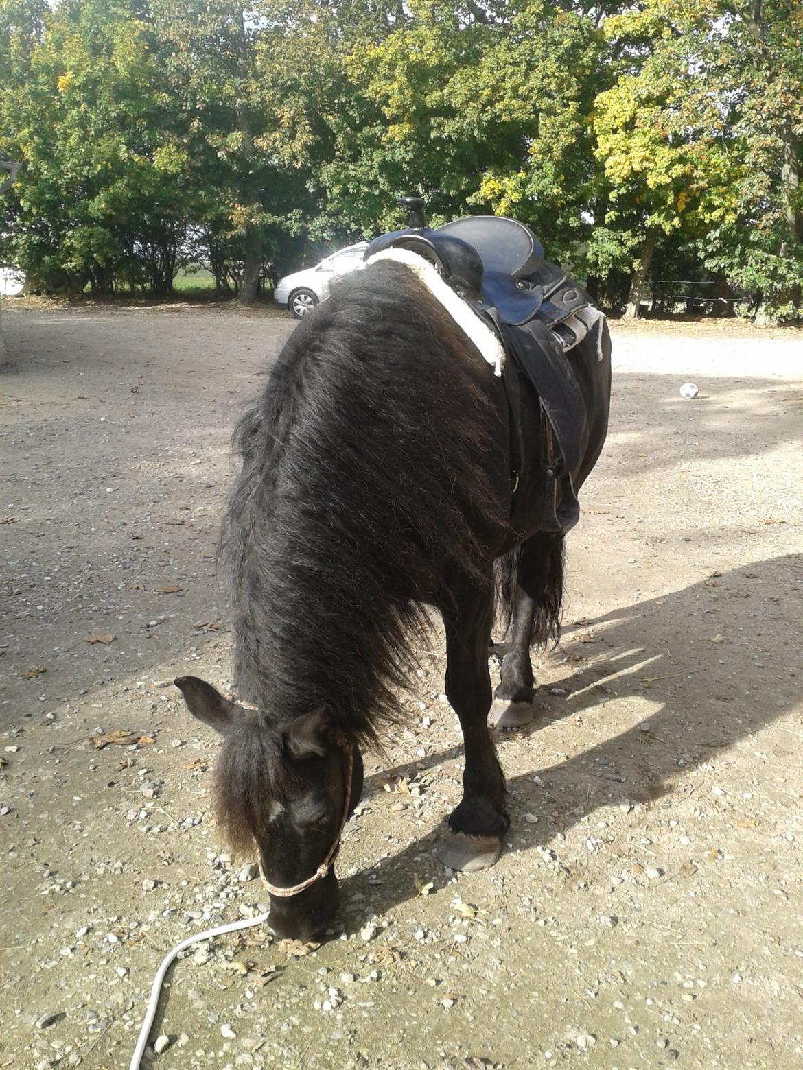 Merens de Cheval Madras de bigorre (himmelhest)  - øv ingen græs her.... billede 8