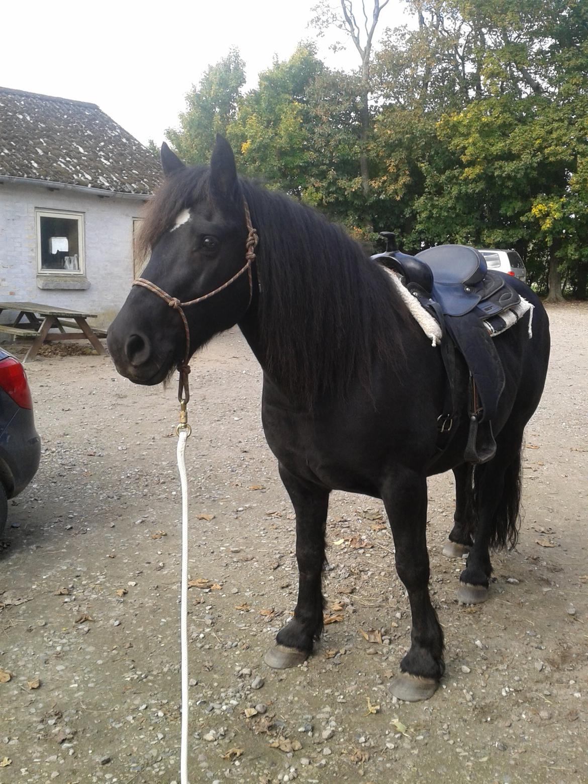 Merens de Cheval Madras de bigorre (himmelhest)  - super rare madras de bigorre. billede 9