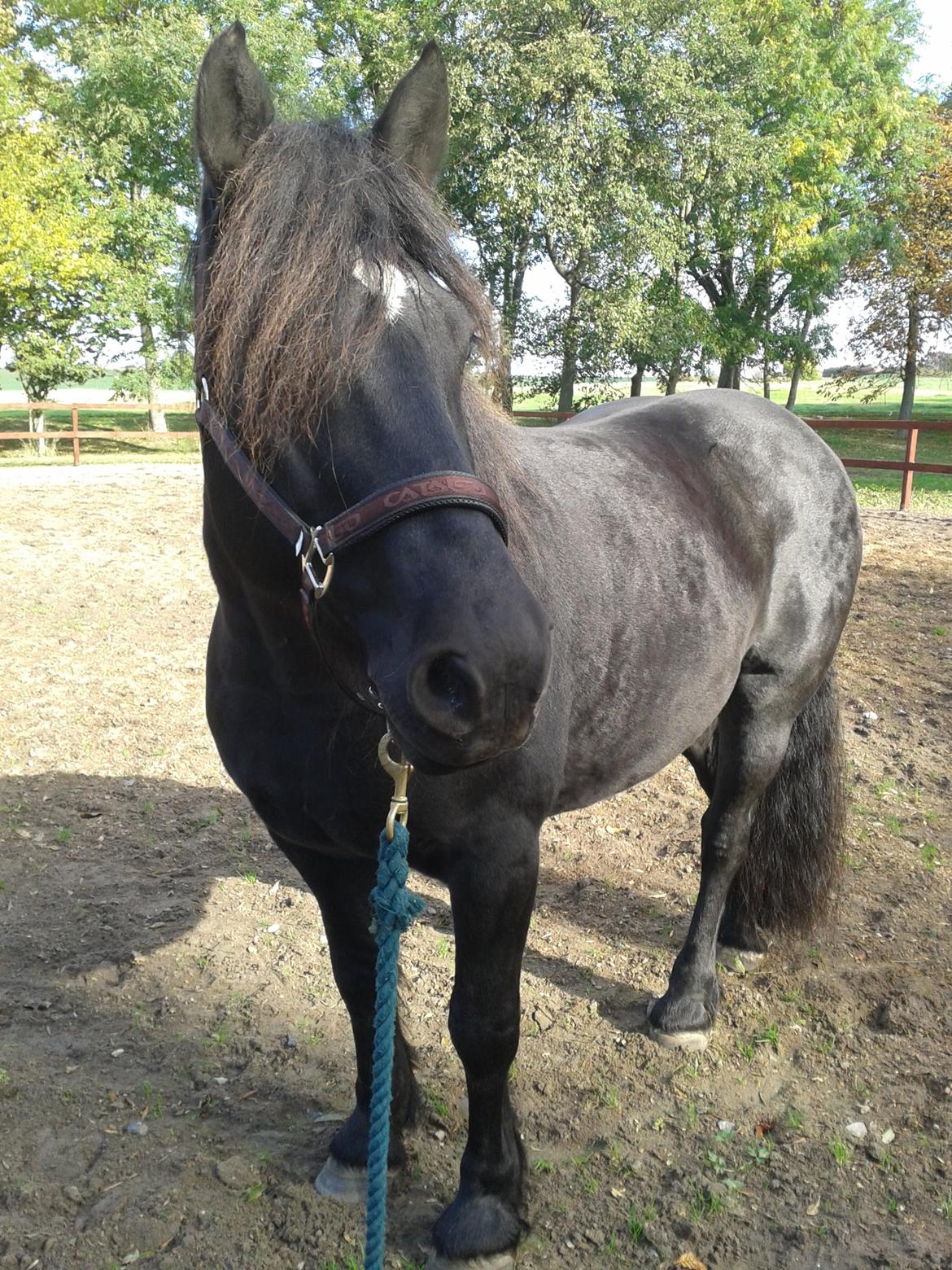 Merens de Cheval Madras de bigorre (himmelhest)  - lidt hygge efter lidt jordtrænning på ridebanen... billede 10