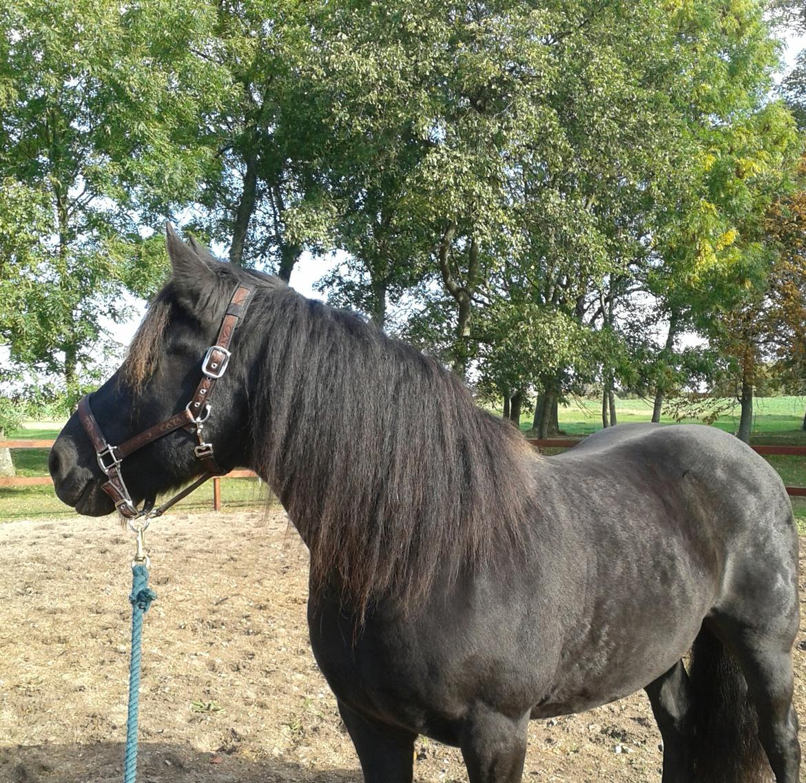 Merens de Cheval Madras de bigorre (himmelhest)  - hov, fik lige øje på fold-vennerne... billede 11