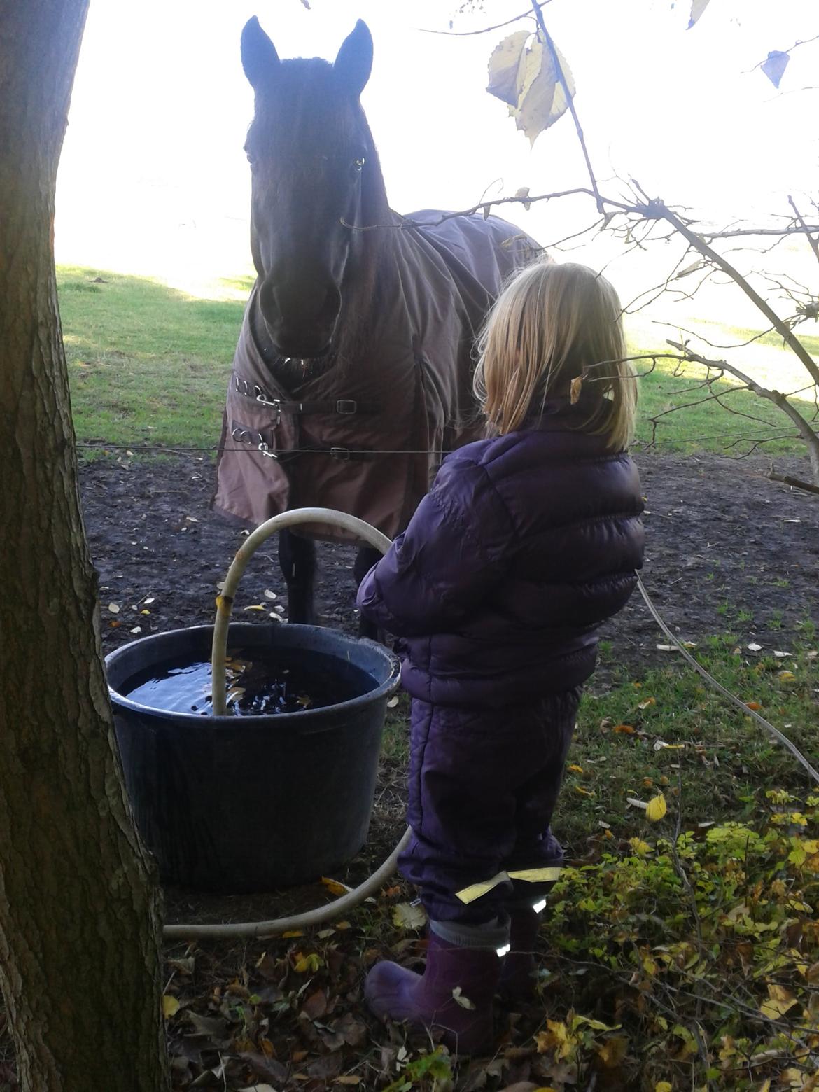 Merens de Cheval Madras de bigorre (himmelhest)  - madras er et roligt væsen og elsker min datters nærvær... billede 13