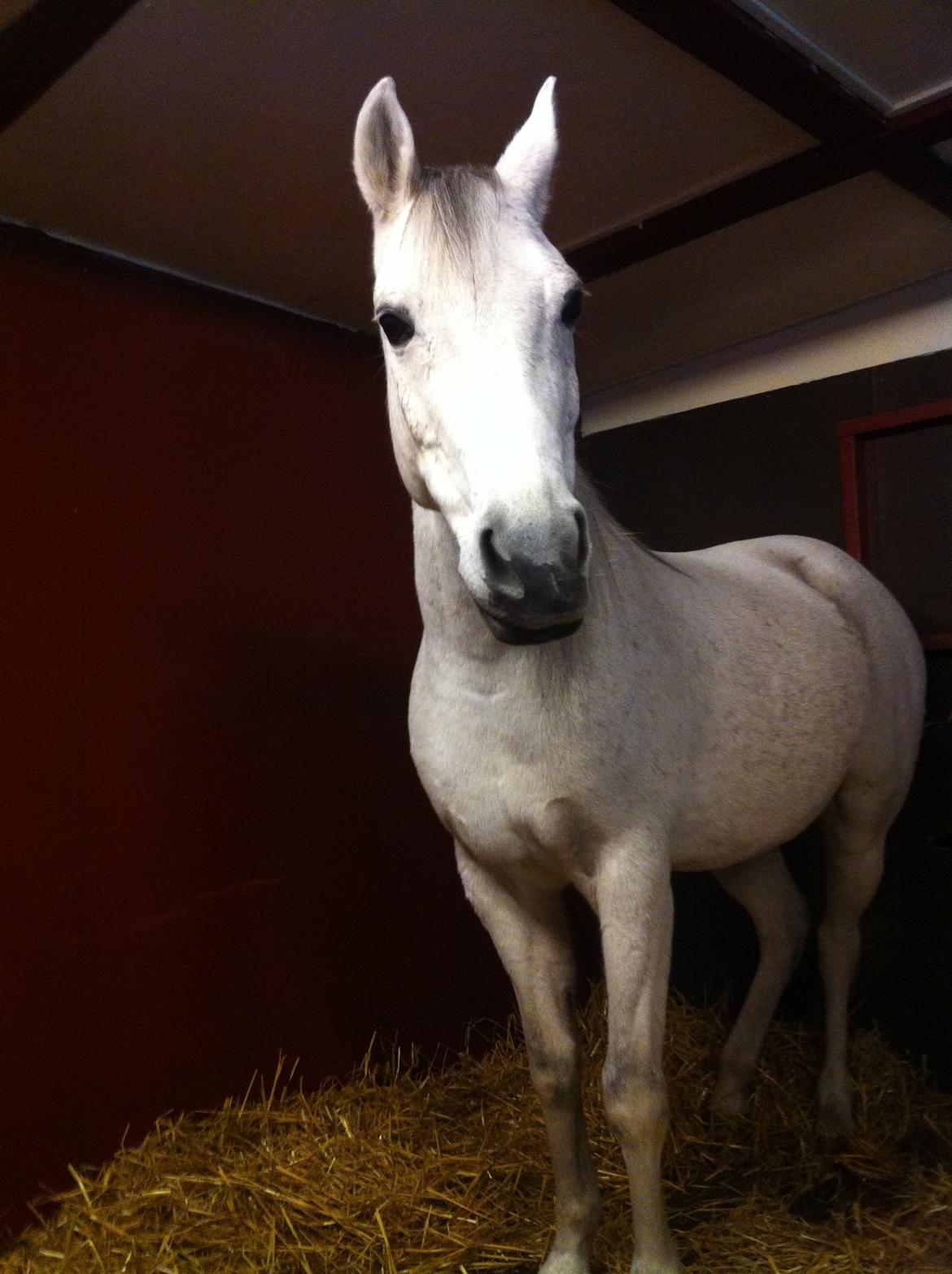 Anden særlig race Debbie rideskole hest - Så kommer der mad billede 16