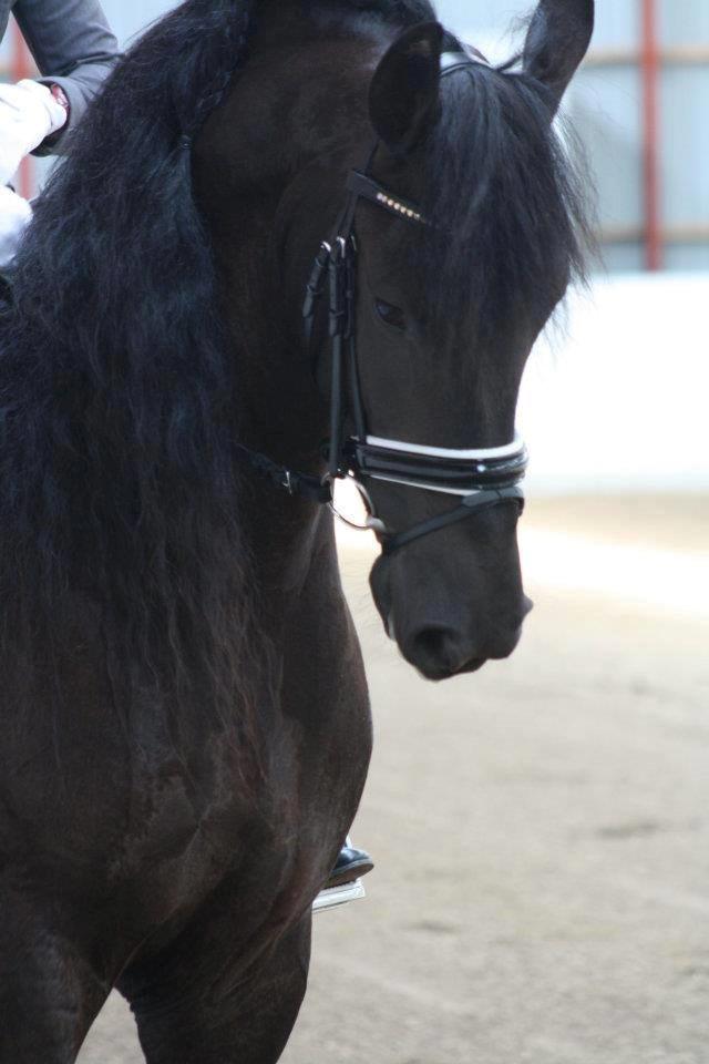 Frieser Paula von Inger-Marienlund, stb. 3. præmie - Paula til IBOP i Ringsted 2012 billede 5