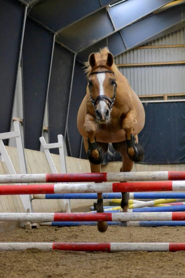 Anden særlig race Calibra - Løsspringning på ANE Og han er flyvende<3
Foto: Anne Sofie Vestergaard Poulsen billede 17